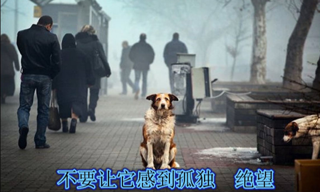 湖州湖州爱影圈微博微信转发案例